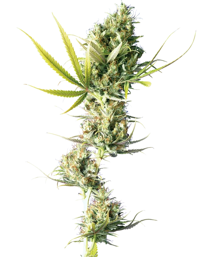 Sensi Seeds Cannabis Seeds Durban® Regular, 10 Stk.