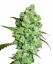 Sensi Seeds Cannabis Seeds Super Skunk Regular von White Label, 10 Stk.