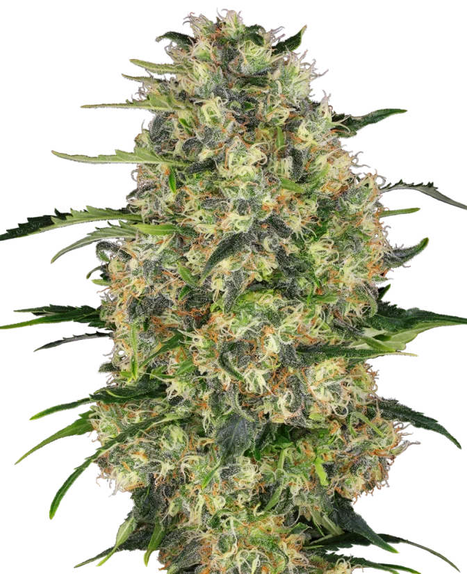 Sensi Seeds Cannabis Seeds Black Domina® Regular, 10 Stk.