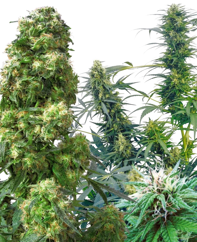 Sensi Seeds Cannabis Seeds Outdoor Mix® Regular, 25 Stk.