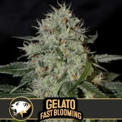 Blimburn Seeds Cannabis Samen Gelato Fast Blooming Feminisiert