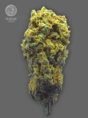 The Bulldog Seeds TB Strawberry Haze Auto, 3 in 5 kosov