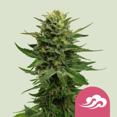Royal Queen Seeds Cannabis Seeds Blue Mystic Feminizuotos