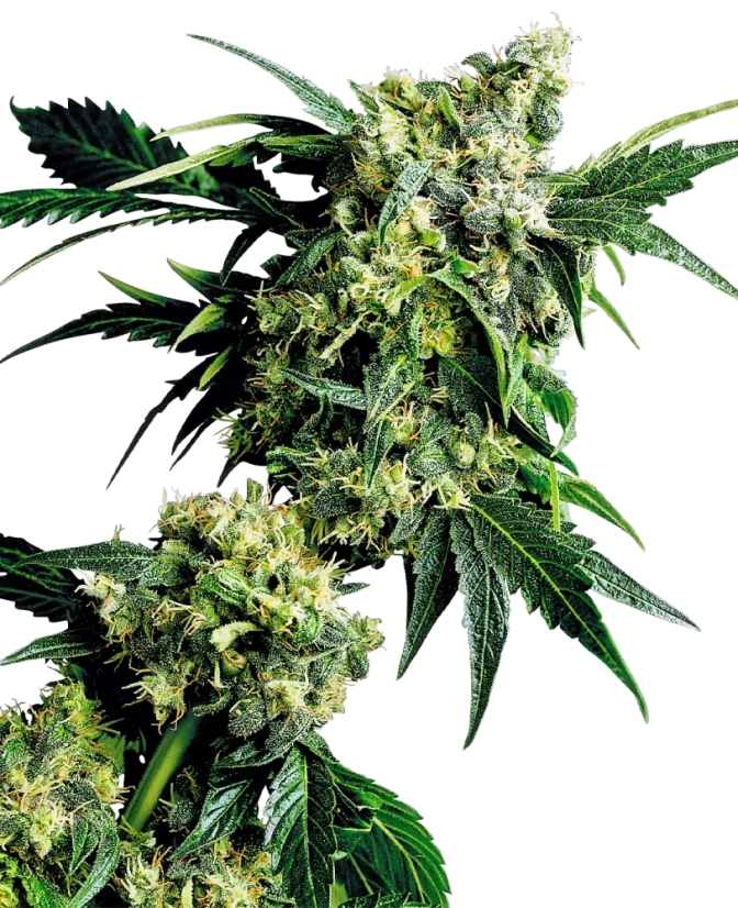 Sensi Seeds Cannabis Samen Mr Nice G13 X Hash Plant® Regular, 10 Stk.