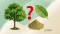 Kratom tree, leaf, and powder with a question mark on a green background