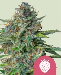 Royal Queen Seeds Hanfsamen Strawberry Cough Feminisiert