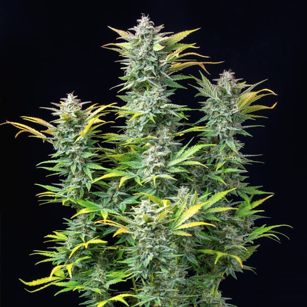 Royal Queen Seeds Semi di Cannabis Quick One Auto