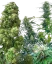 Sensi Seeds Cannabis Seeds Outdoor Mix® Regular, 25 Stk.
