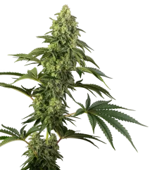 Sensi Seeds Cannabis Seeds Cosmic Kiss® Feminized, 3-10 kpl