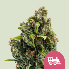 Semințe de canabis Royal Queen Seeds Candy Kush Express - Fast Feminized