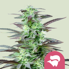 Royal Queen Seeds Cannabis Seeds Skunk XL Feminizuotos