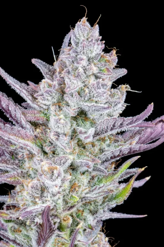Fast Buds Cannabis Seeds Wedding Glue Auto