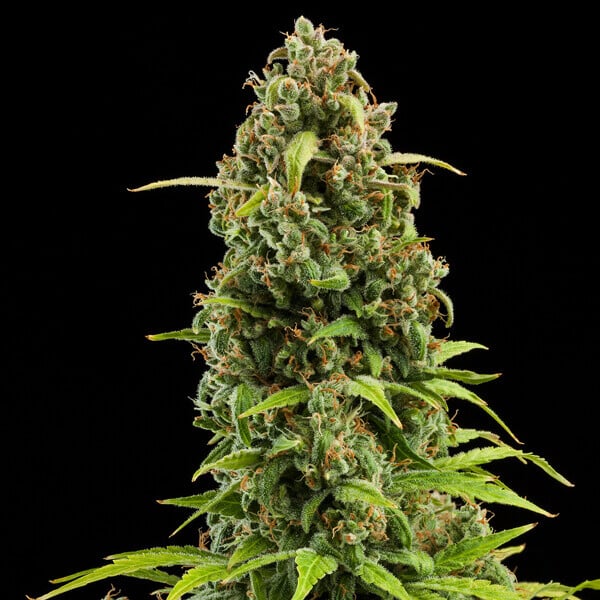 Royal Queen Seeds Cannabisfrön Diesel Auto