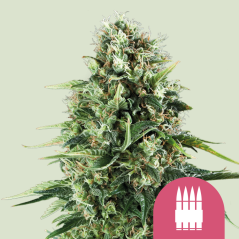 Semințe de canabis Royal Queen Seeds Royal AK feminizate