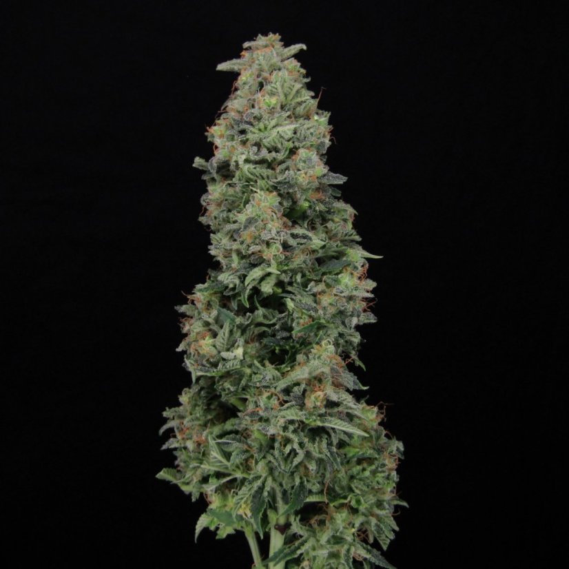 Doctor´s Choice Seeds Chronic Fast F1 BX Regular
