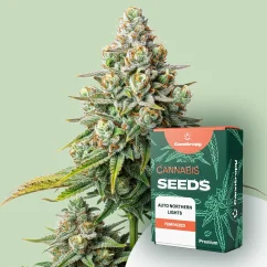 Canntropy Seeds Auto Northern Lights (Savaime žydintis)