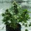 Royal Queen Seeds Cannabisfrön Royal Dwarf Auto