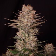 Doctor's Choice Seeds Chronic Fast F1 BX Regular