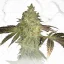 T.H.Seeds™ Cannabis Seeds Limited Regular Edition Birthday Cake X Birthday Cake X SBC, 11er Pack