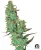 Sensi Seeds Cannabis Seeds Jack Herer® Regular by White Label, 10 pcs