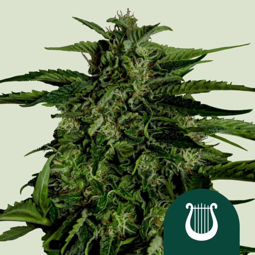 Royal Queen Seeds Sementes de Canábis Apollo F1 Auto