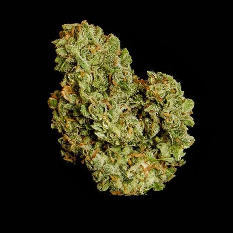 Royal Queen Seeds Cannabisfrön Orion F1 Auto