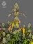 The Bulldog Seeds The Bulldog Cookies Femminizzati, 3 e 5 pz