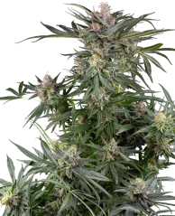 Sensi Seeds Cannabis Seeds Dosimosa Feminizowane