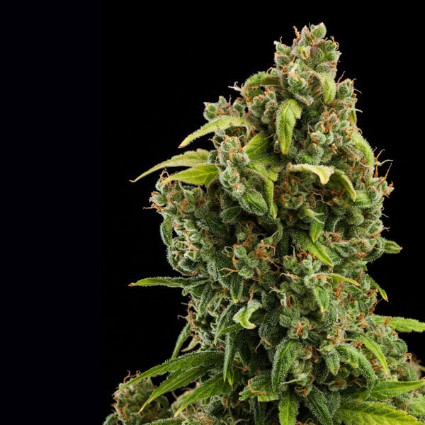 Royal Queen Seeds Cannabisfrön Diesel Auto