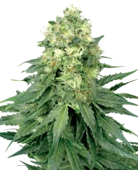 Sensi Seeds Cannabis Seeds White Widow Feminisiert von White Label, 3-10 Stk.