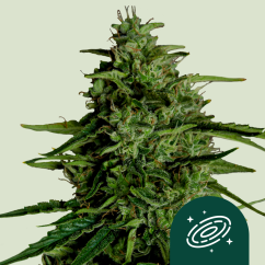 Royal Queen Seeds Cannabis Seeds Milky Way F1 Auto