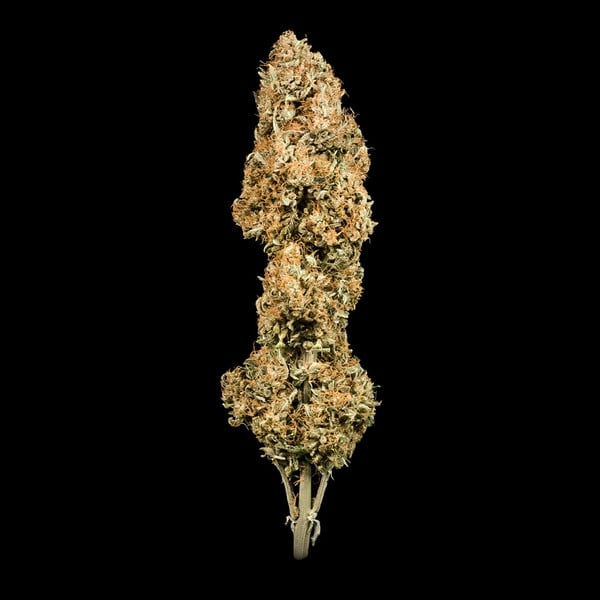 Royal Queen Seeds Cannabis Samen Green Gelato Auto