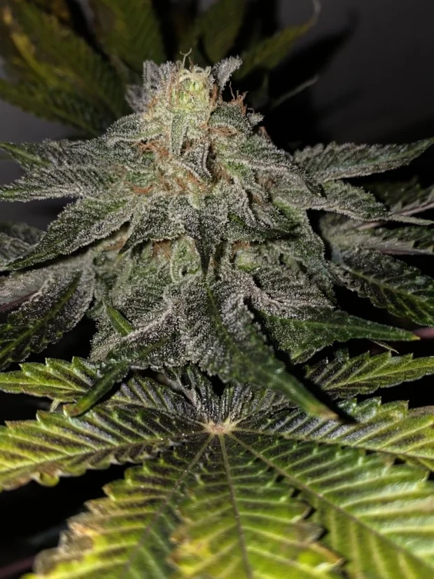 T.H.Seeds™ Cannabis Seeds Limited Regular Edition French Kisz, 11 pack