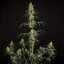 Royal Queen Seeds Semi di Cannabis Hulkberry Auto