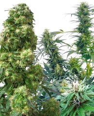 Sensi Seeds Cannabis Seeds Outdoor Mix® Regular, 25 Stk.