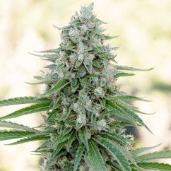 Silent Seeds Classic Cannabis Seeds Critical Mango Feminisiert