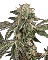 Sensi Seeds Cannabis Seeds Runtz Automatic Autoflowering