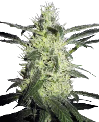 Sensi Seeds Cannabis Silver Haze® Regular, 10 Stk.