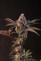 Fast Buds Cannabis Seeds Lemon Cherry Runtz