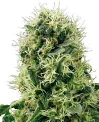 Sensi Seeds Cannabis Seeds Pure Power Plant Feminized by White Label, 3-10 pcs