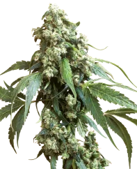Sensi Seeds Cannabis Seeds Jack Flash® Regular, 10 Stk.