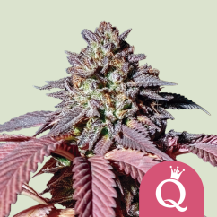 Royal Queen Seeds Sementes de Cannabis Purple Queen Feminizada