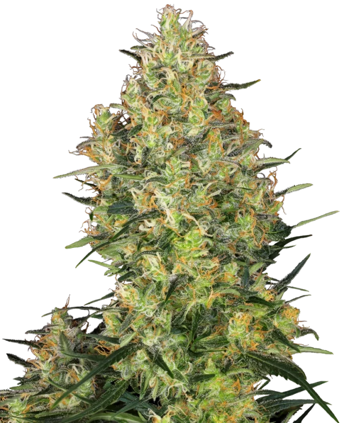 Sensi Seeds Cannabis Shiva Skunk® Regular, 10 Stk.