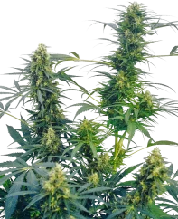 Sensi Seeds Cannabis Seeds Guerrilla's Gusto® Regular, 10 unidades