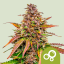 Royal Queen Seeds Semillas de Cannabis Bubble Kush Auto