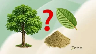 Kratom: csodafű vagy rejtett veszély?