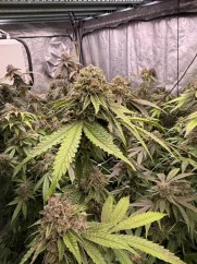 Fast Buds Cannabis Seeds Biscotti Gelato
