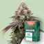 Canntropy Seeds Black Diesel (Феминизирани)