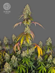 The Bulldog Seeds The Bulldog Cookies Femminizzati, 3 e 5 pz
