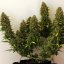 Royal Queen Seeds Cannabisfrön Royal Bluematic Auto